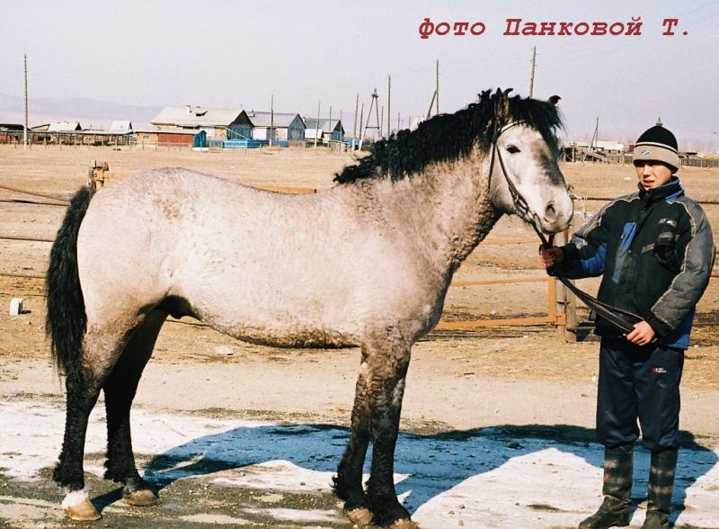 Продажа лошадей забайкальский